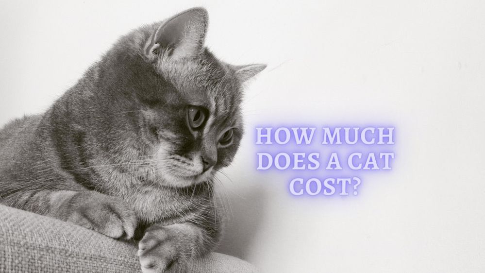 How much does it Cost to have a Cat Costs of having a Cat