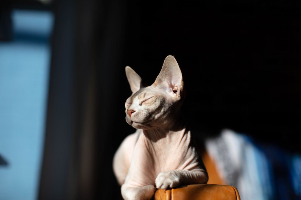 how much is a sphynx cat