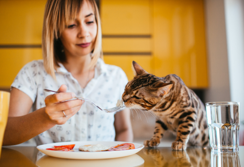 Cat Nutrition Requirements: What to look for in Cat Food Ingredients