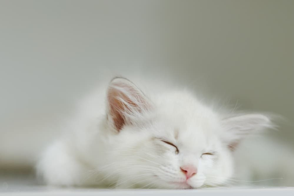How often do cats pee how many times a day should a cat pee 