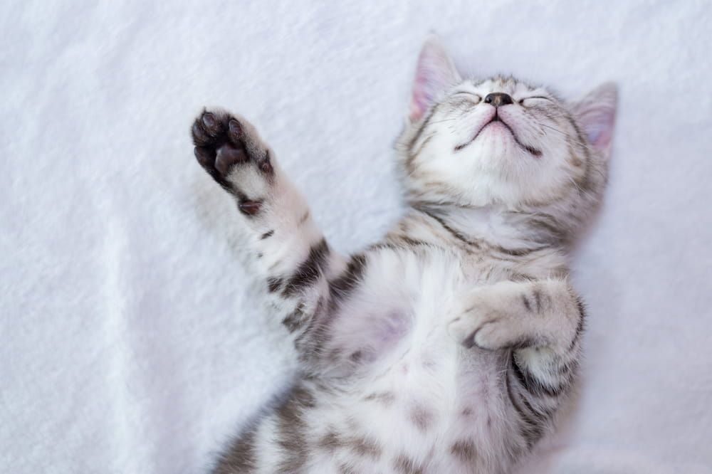 how much should kitten sleep
