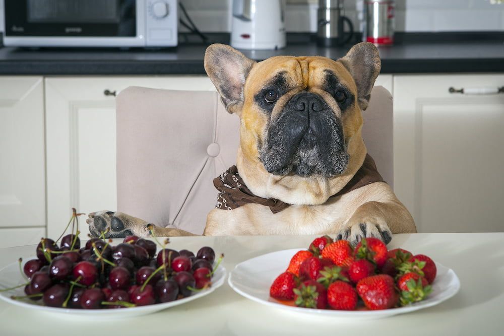 how much strawberries can dogs eat