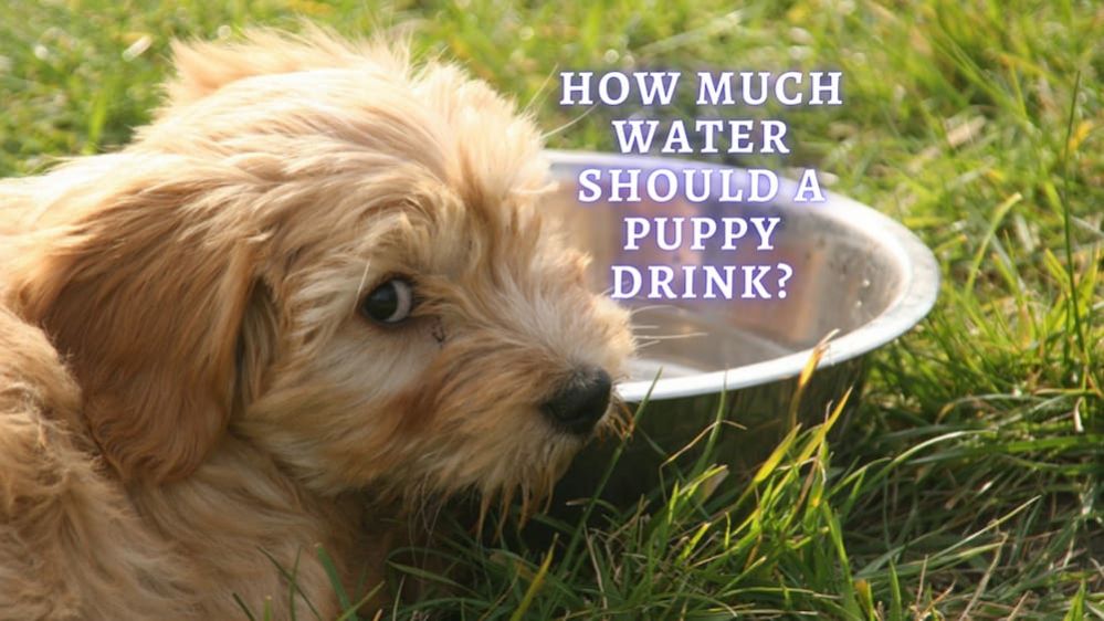 How Much Water Should A Puppy Drink? (Vet Advice)