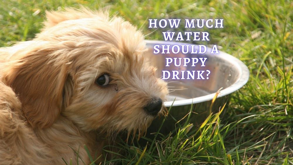 how much water should a puppy drink