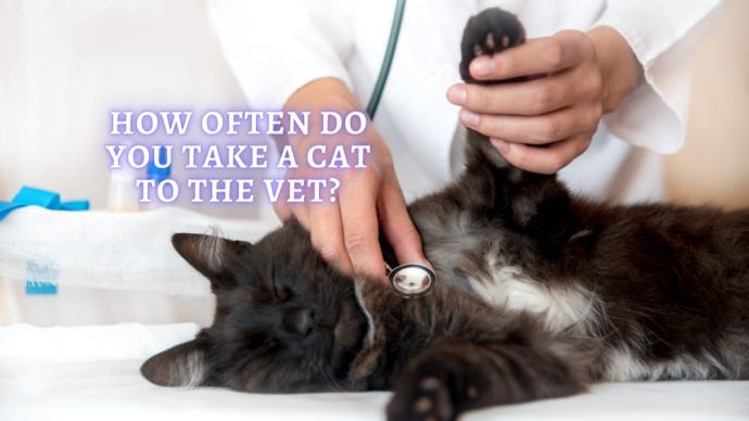 how often do you take cat to the vet