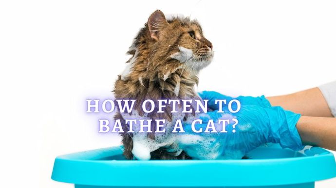 how often should i bathe my cat