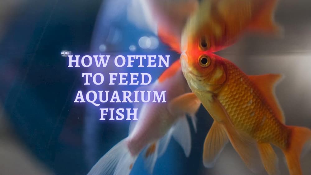 ▷ How often to Feed Fish: How many times should i feed my Fish?