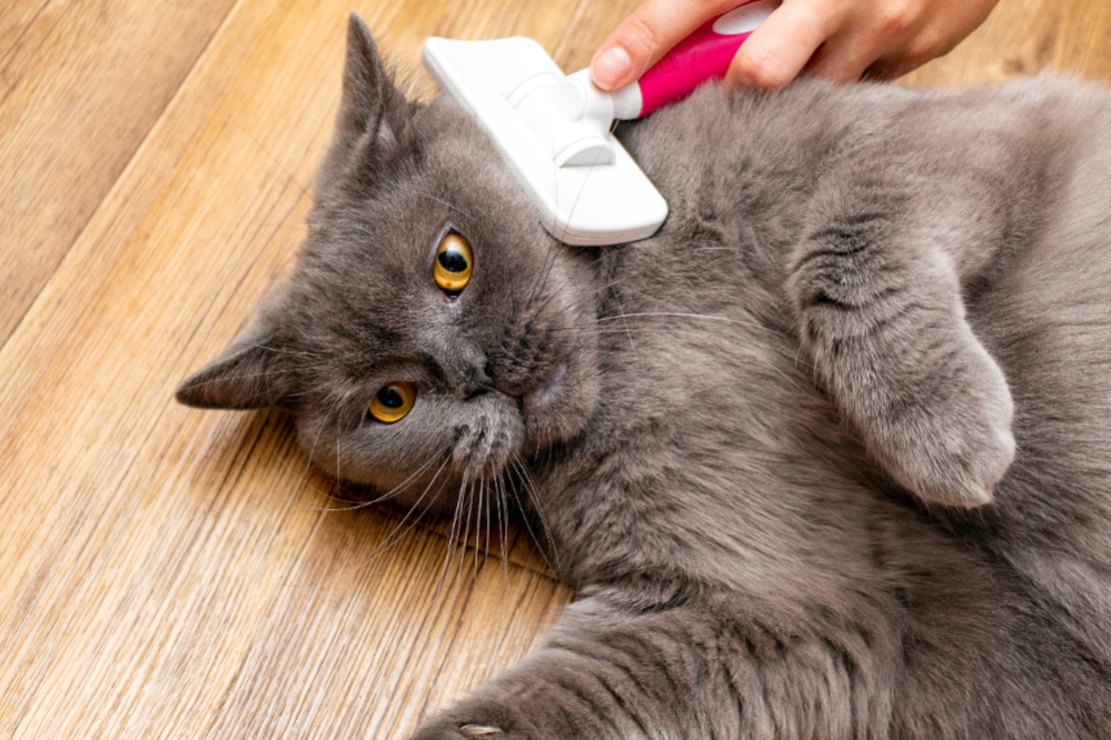Cat Brushing and Combing How often should you Brush your Cat?