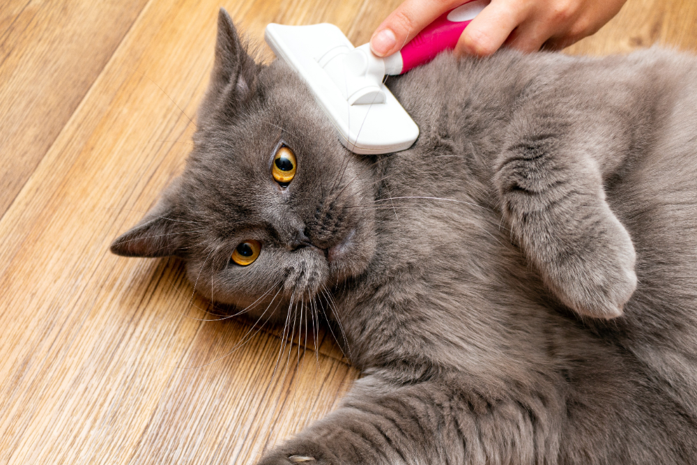 how often should you comb your cat