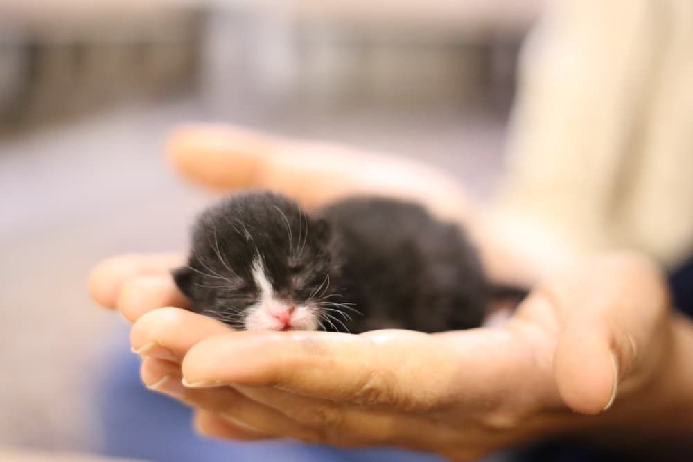 how often should you take a kitten to the vet