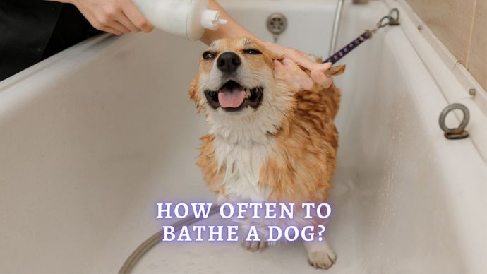 how often to bathe a dog