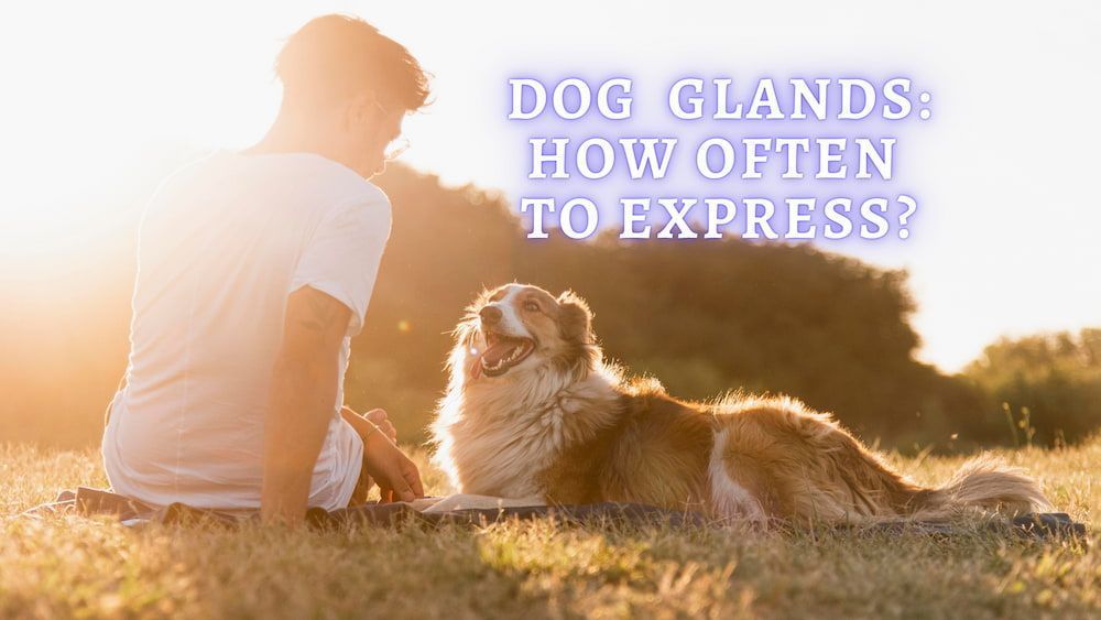 how often to express dog glands
