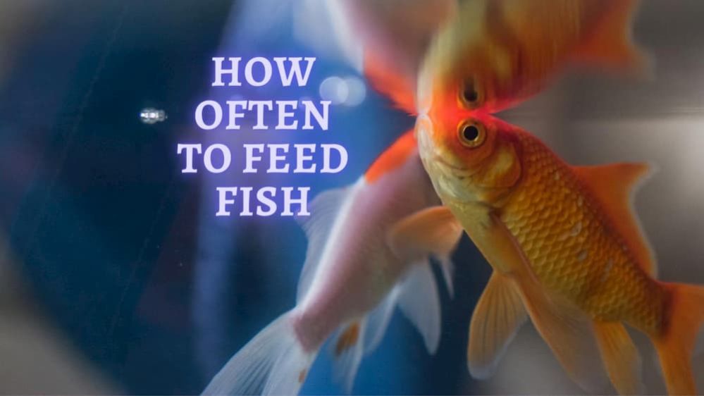 How often to Feed Fish How many times should i feed my Fish?