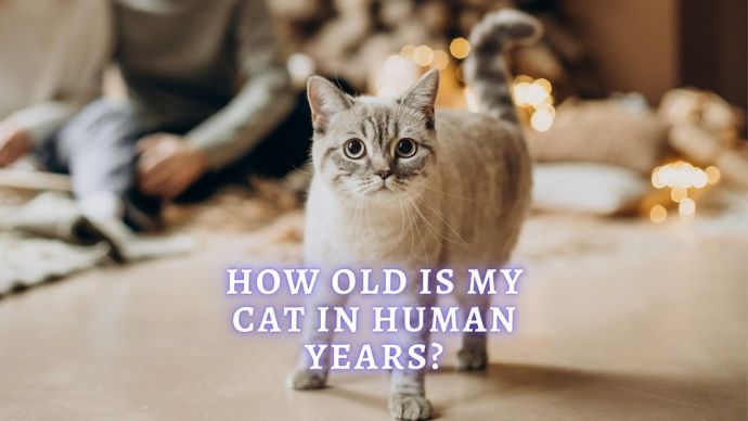 how old is my cat in human years
