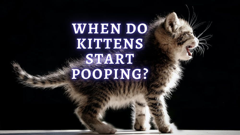 how soon should a newborn kitten poop