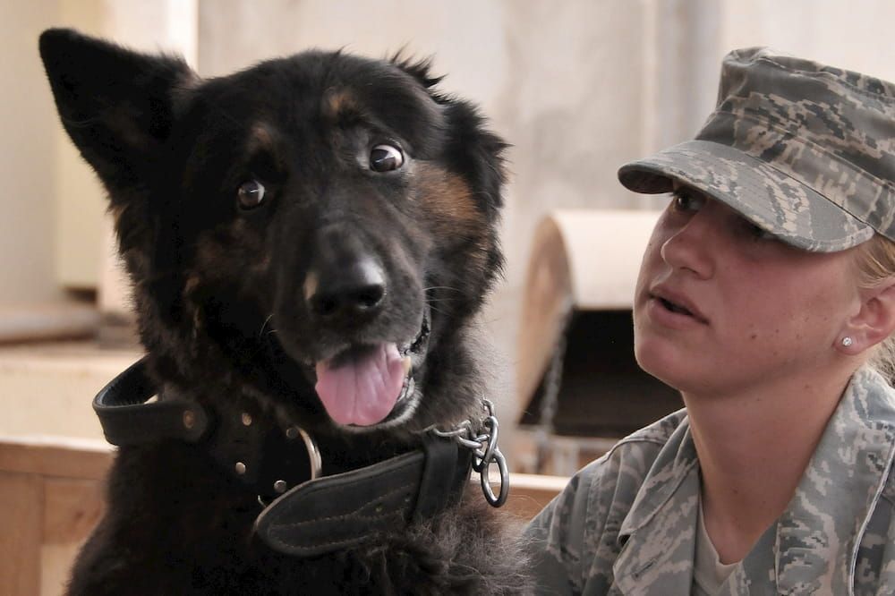 how-to-adopt a retired military dog