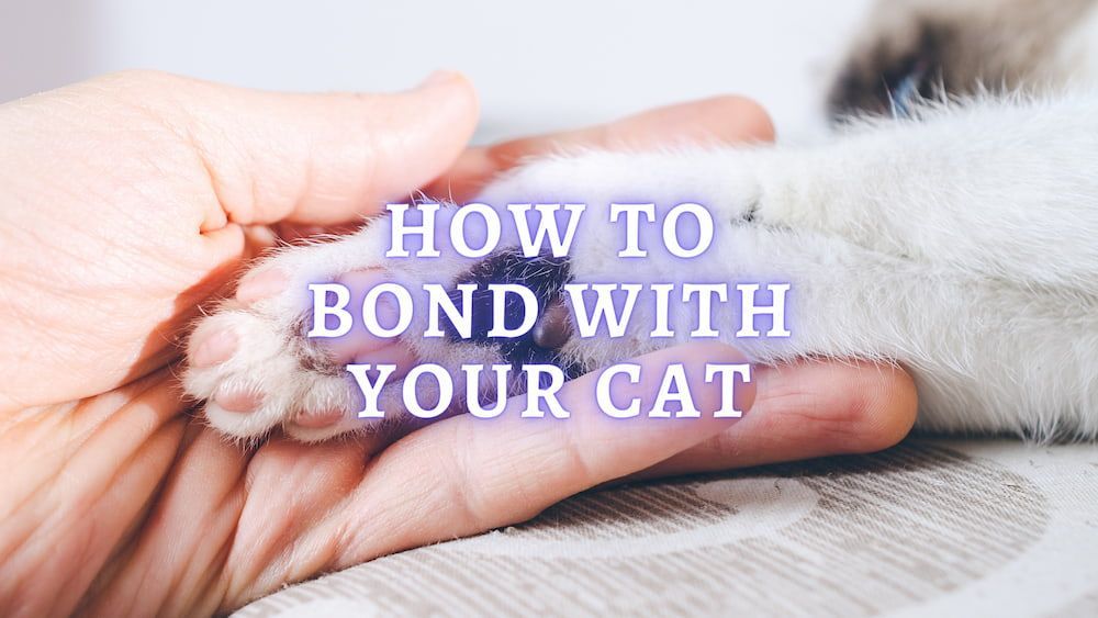 how to bond with your cat
