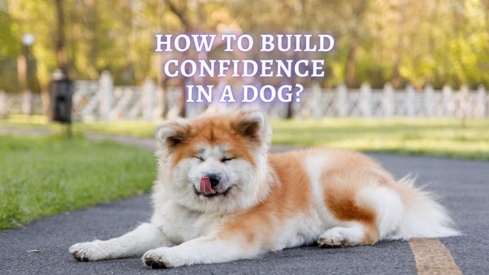 how to build confidence in a dog