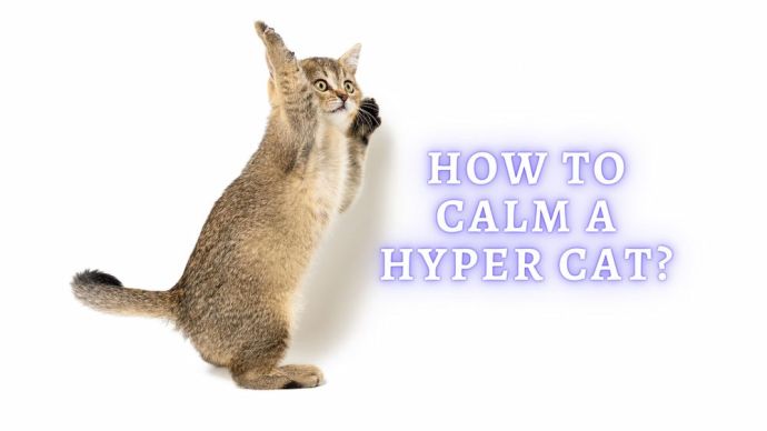 how to calm a hyper cat