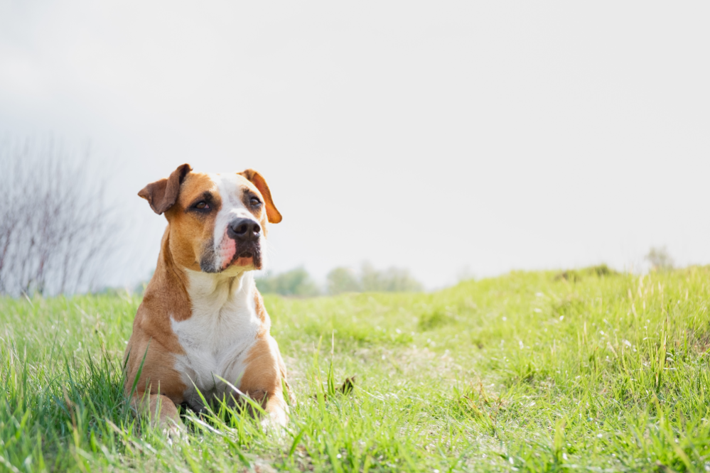 How to Calm Down a Dog: Ways to Calm a Hyper and Anxious Dogs