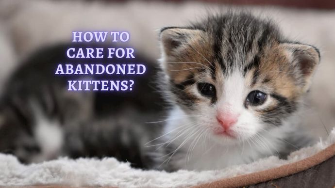 how to care for abandoned kitten