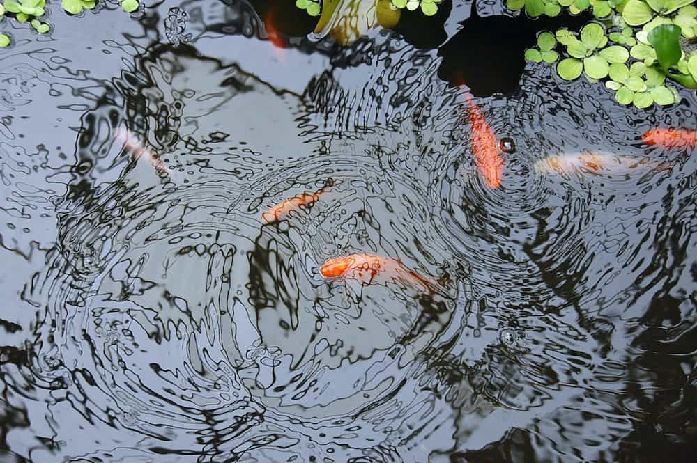 how to care for pond fish in winter time