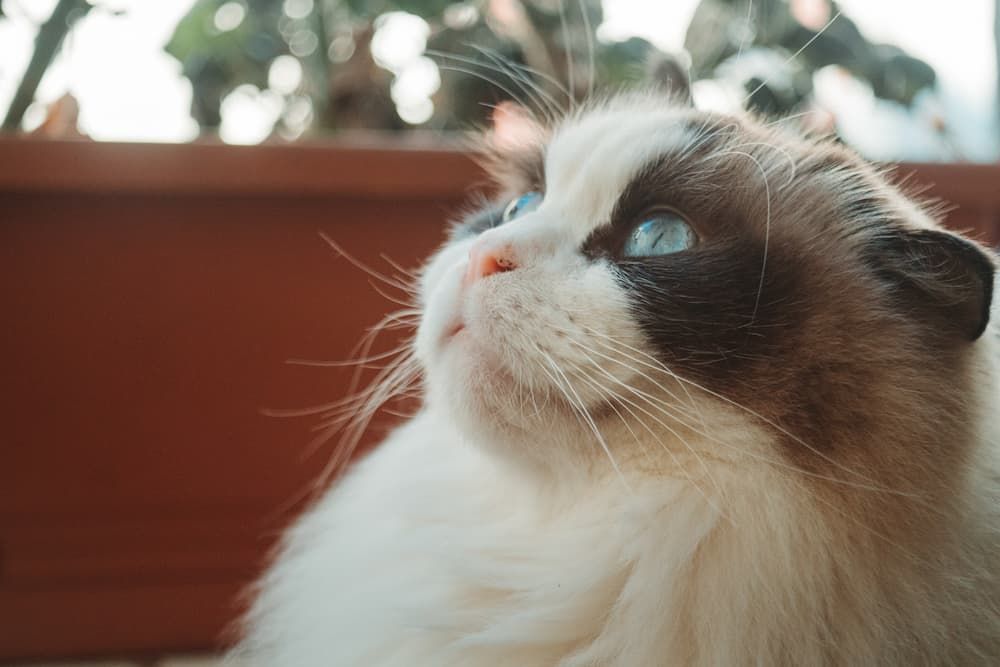 how to care for ragdoll cat