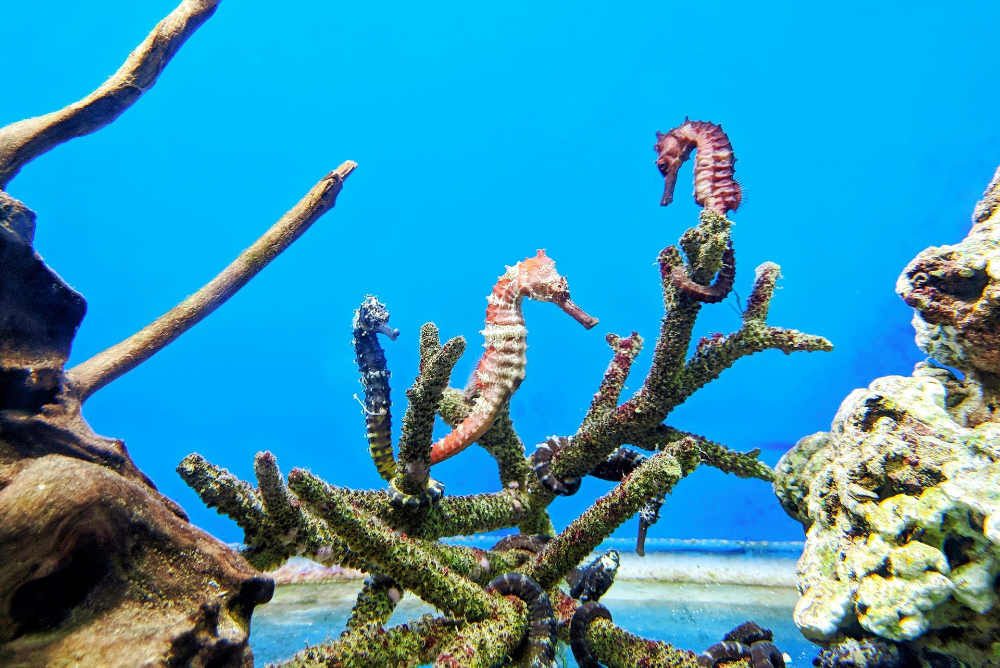how to care for seahorses