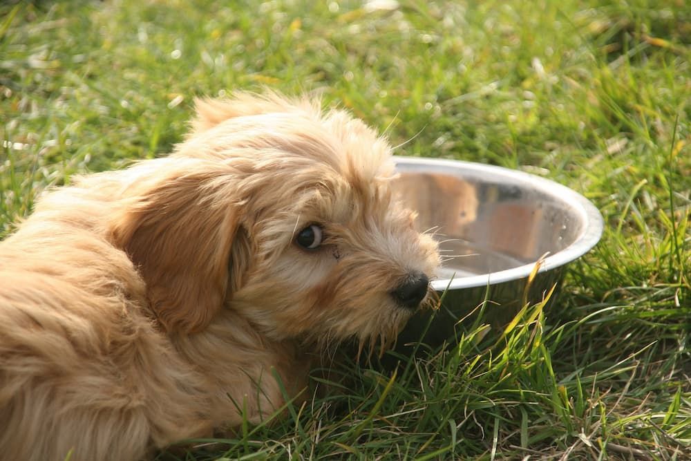 how to check if your dog is dehydrated