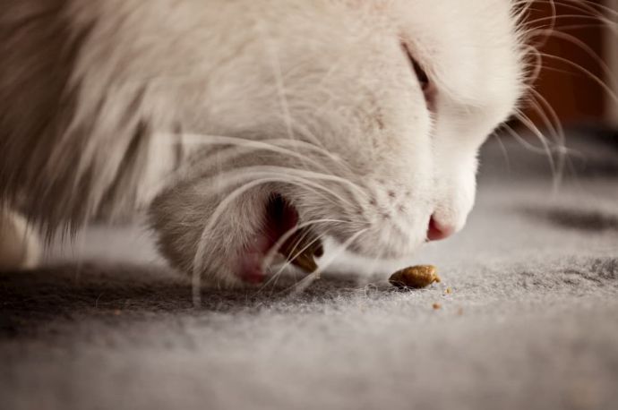 Best Dry Cat Food: Vet Recommended Dry Foods for Cats