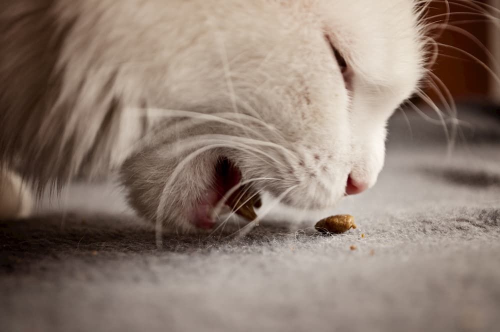 how to choose best dry food for my cat