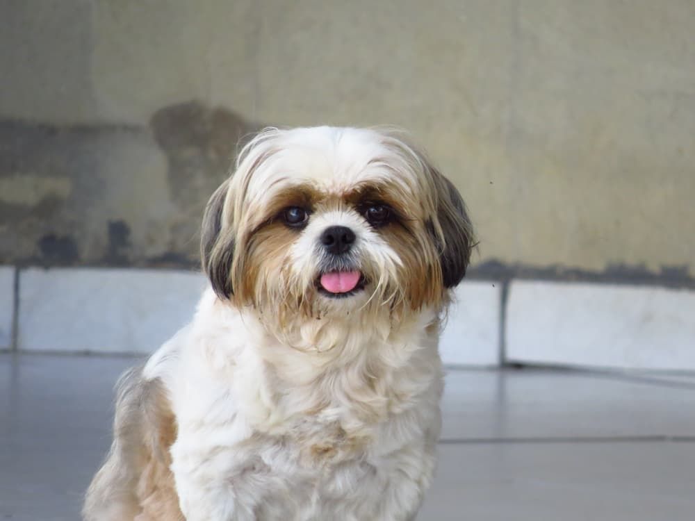 how to choose best food for shih tzu