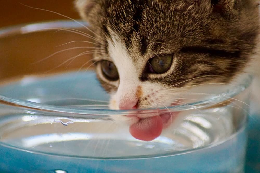 how to choose best water fountan for my cat