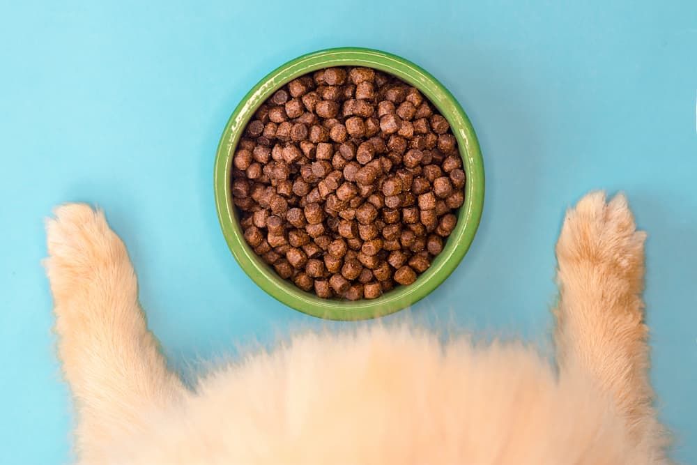 how to choose dry dog food for my dog