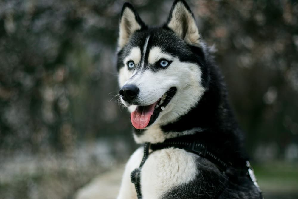 how to choose harness for a husky