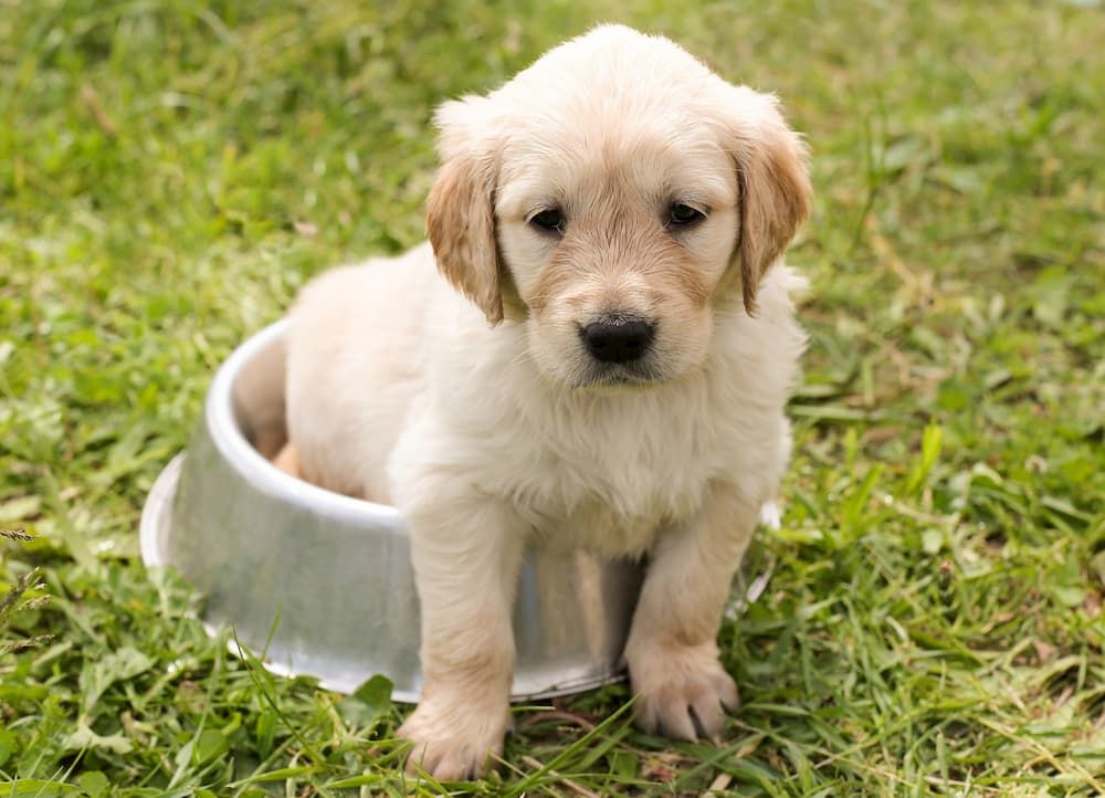 how to choose wet food for my puppy
