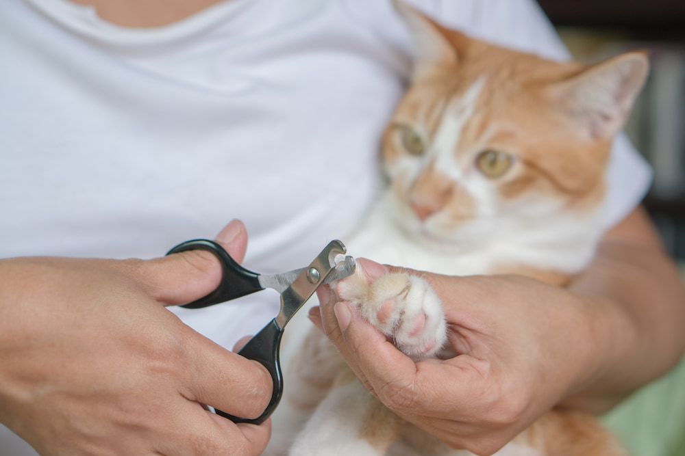 how to cut cats nails