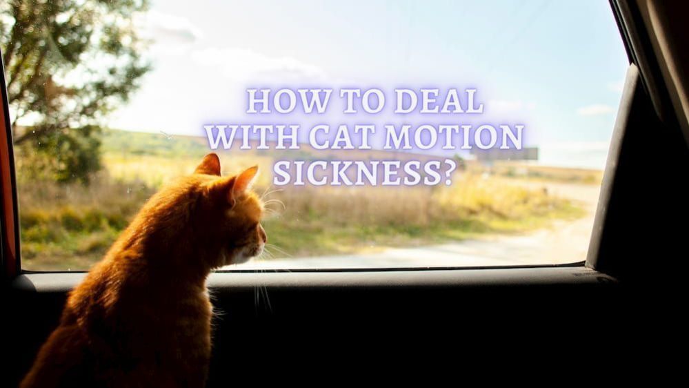 ᐉ Cat Motion Sickness Causes, Symptoms, Prevention, and Treatment