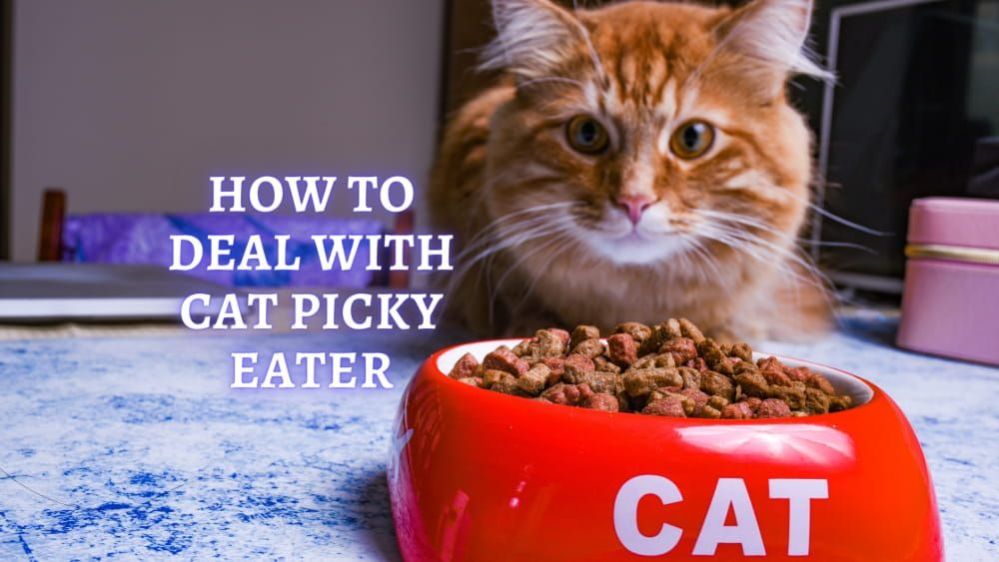 ᐉ Cat Picky Eater What to feed a picky Cat