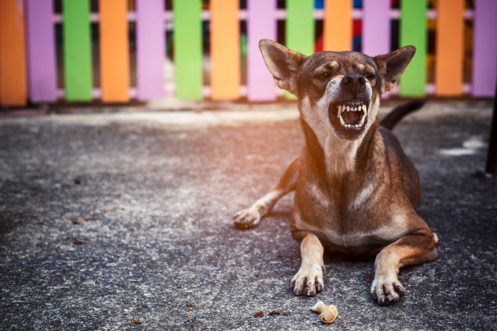 How to deal with Aggressive Dogs Dealing with Aggressive Dogs