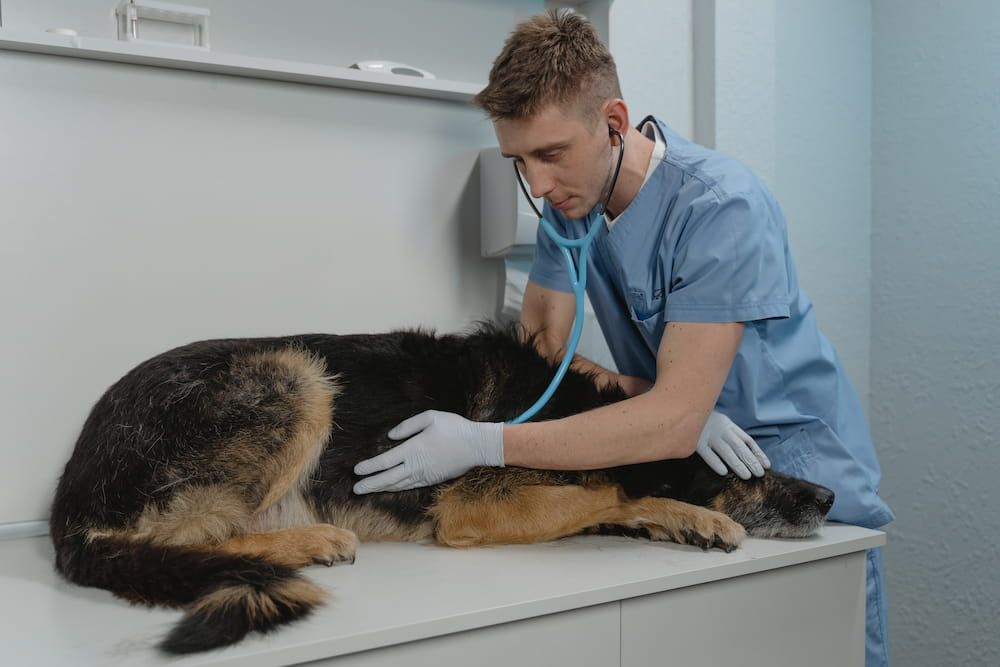 how to diagnose pneumonia in dogs