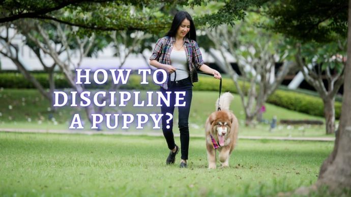 how to discipline a puppy