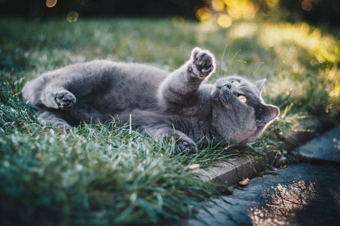 Cat Years to Human Years: Is 18 old for a cat?