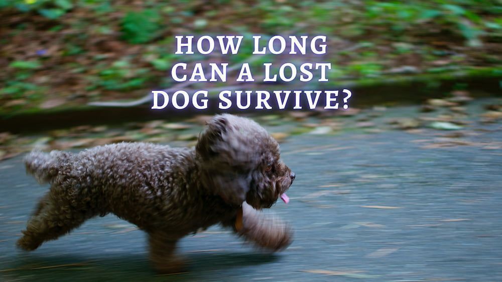 how to find a lost dog