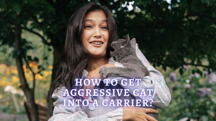 how to get an aggressive cat into a carrier
