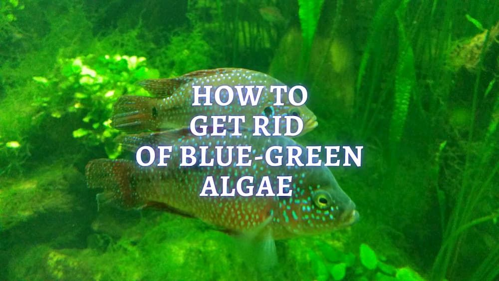 Cyanobacteria in Aquarium How to get rid of Blue Green Algae in