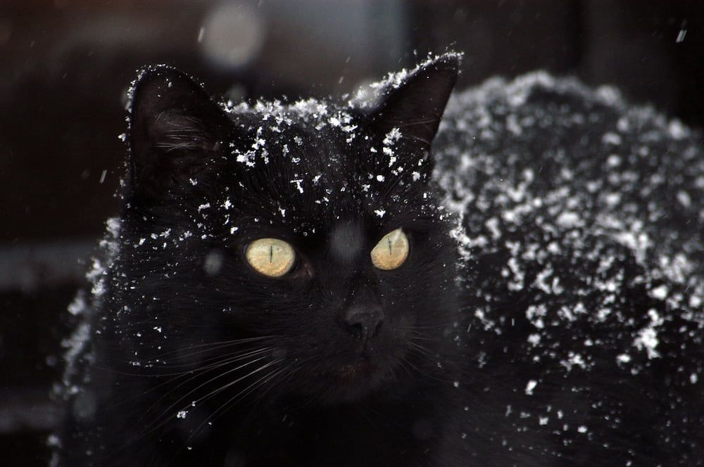 how to get rid of cat dandruff