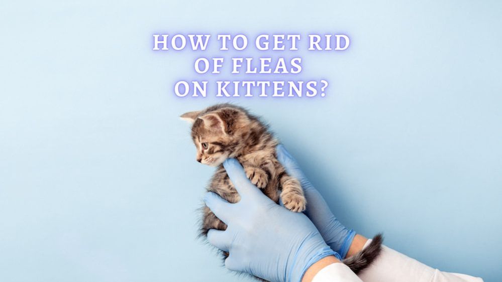 How To Get Rid Of Fleas On Kittens? How to Treat and Prevent Kitten Fleas?