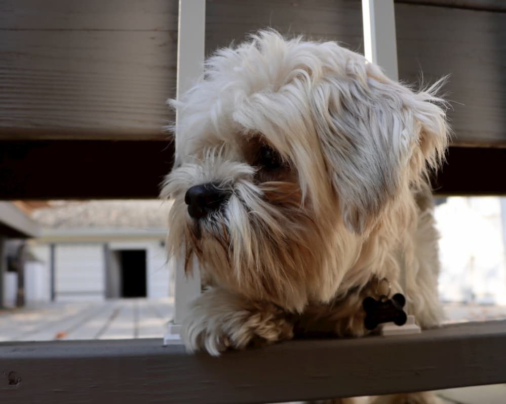 ᐉ Why does my Dog Smell so bad Causes My Dog Stinks and What to Do