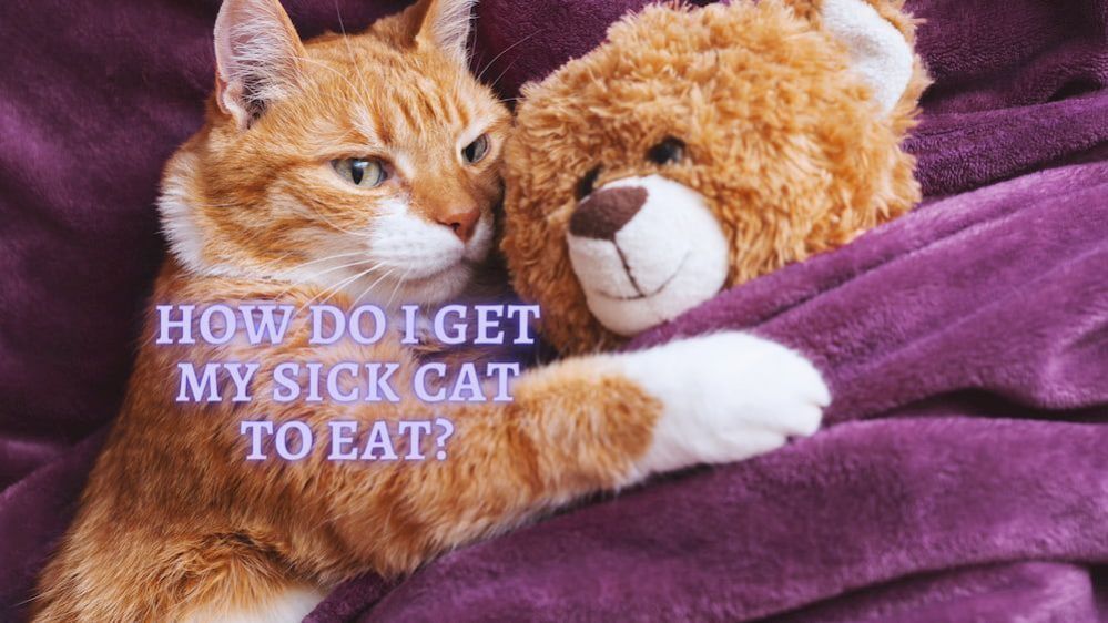 How to get Sick Cat to Eat Ways to Stimulate my Cat's Appetite